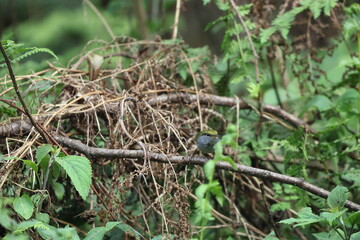 Grey-bellied tesia (Tesia cyaniventer) is a species of warbler in the family Cettiidae. This photo was taken in North India.