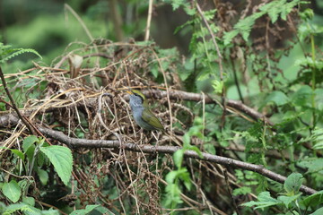 Grey-bellied tesia (Tesia cyaniventer) is a species of warbler in the family Cettiidae. This photo was taken in North India.