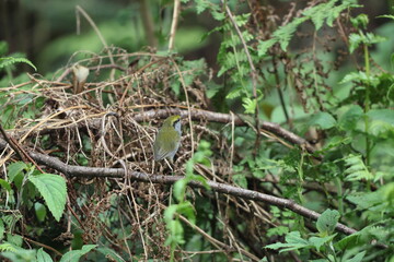 Grey-bellied tesia (Tesia cyaniventer) is a species of warbler in the family Cettiidae. This photo was taken in North India.