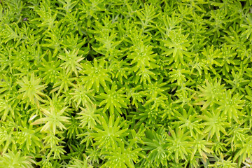 Top view of Sedum Lineare Plant, Stonecrop, Needle Stonecrop, Sea Urchin or Carpet Sedum is growing in the garden for background.
