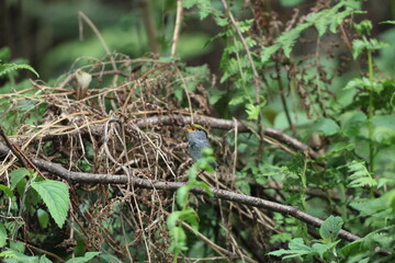 Grey-bellied tesia (Tesia cyaniventer) is a species of warbler in the family Cettiidae. This photo was taken in North India.