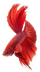 Fototapeta premium Red siamese fighting fish, betta fish isolated on white background.