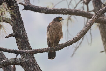  Crested serpent eagle (Spilornis cheela) is a medium-sized bird of prey that is found in forested habitats across tropical Asia. This photo was taken in North India.
