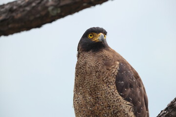  Crested serpent eagle (Spilornis cheela) is a medium-sized bird of prey that is found in forested habitats across tropical Asia. This photo was taken in North India.