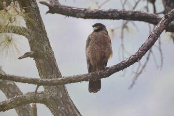  Crested serpent eagle (Spilornis cheela) is a medium-sized bird of prey that is found in forested habitats across tropical Asia. This photo was taken in North India.