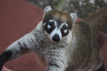 Close-up of a white-nosed coati looking at camera