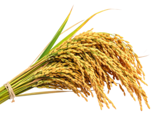Close-up paddy rice ears isolated on transparent background.