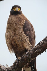  Crested serpent eagle (Spilornis cheela) is a medium-sized bird of prey that is found in forested habitats across tropical Asia. This photo was taken in North India.