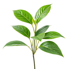 Obraz premium Close-up vibrant green plant foliage isolated on white background for natural decor inspiration