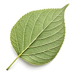 Obraz premium Ironwood Tree Leaf with Sturdy Glossy Green Texture and Distinctive Native Elegance Highlighted on Clean White Background for Fresh Natural Botanical Still Life Showcase