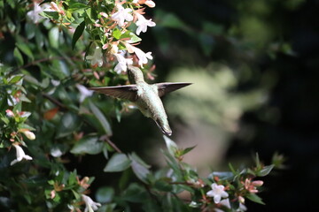 Anna's humming bird flying near a flower getting nectar  © Yifeng