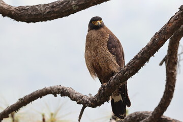  Crested serpent eagle (Spilornis cheela) is a medium-sized bird of prey that is found in forested habitats across tropical Asia. This photo was taken in North India.