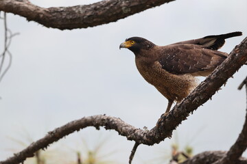  Crested serpent eagle (Spilornis cheela) is a medium-sized bird of prey that is found in forested habitats across tropical Asia. This photo was taken in North India.