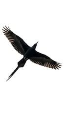 Fototapeta premium Black Bird in Flight.