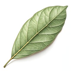 Obraz premium Queensland Box Leaf with Glossy Green Oval Form and Subtle Native Elegance Beautifully Displayed on Pure White Background for Fresh Natural Botanical Still Life Showcase