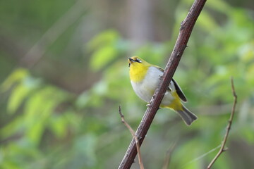 The Indian white-eye (Zosterops palpebrosus), formerly the Oriental white-eye, is a small species of passerine bird in the white-eye family. This photo was taken in North India.