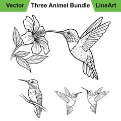 Three Hummingbird Poses as a Delicate Line Art Set