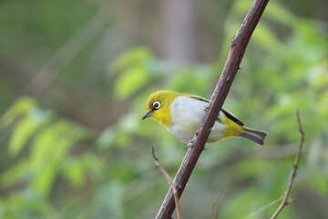 The Indian white-eye (Zosterops palpebrosus), formerly the Oriental white-eye, is a small species of passerine bird in the white-eye family. This photo was taken in North India.