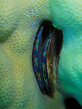 Seashell Eyes (Pedum spondyloideum, Egypt 2021)