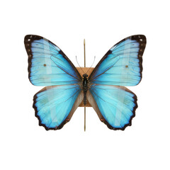 Obraz premium Stunning iridescent blue butterfly specimen pinned for scientific study and display