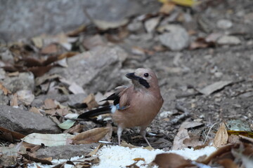  Eurasian jay (Garrulus glandarius bispecularis) is a species of passerine bird in the crow family Corvidae. 