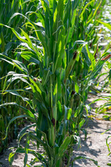Field of Corn (Zea mays) ready for harvest. Maize agricultural field in the autumn.