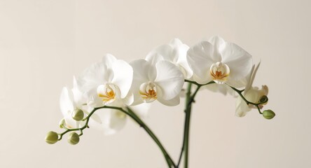 Obraz premium Delicate Blooms. A Study in White and Light, Featuring Subtle Yellow Accents.