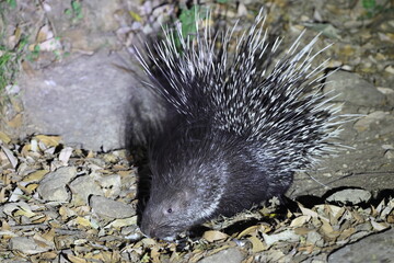 The Indian crested porcupine (Hystrix indica) is a hystricomorph rodent species native to southern Asia and the Middle East. This photo was taken in North India.