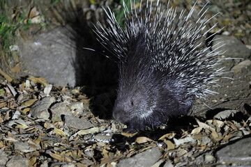 The Indian crested porcupine (Hystrix indica) is a hystricomorph rodent species native to southern Asia and the Middle East. This photo was taken in North India.