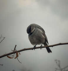 Sad Lonely Bird on Bare Branch Under Gray Sky