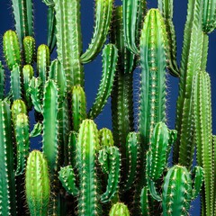 A green prickly pear cactus plant with sharp thorns stands in a dry desert garden under a summer sky