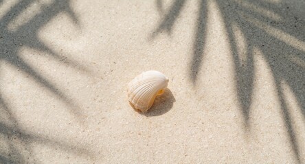 Seashell Still Life With Shadow Play. A Study in Light and Texture, Abstract Form.