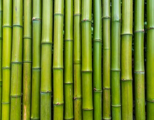 Obraz premium Close-up view of many vibrant green bamboo stalks