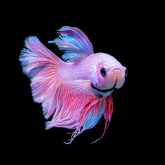 Fototapeta premium Colorful betta fish swimming gracefully in serene environment, showcasing vibrant hues