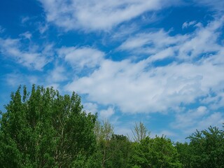 Obraz premium Verdant Canopy Under Azure Skies Whispers of Wind Through Foliage, A Gentle Breeze.