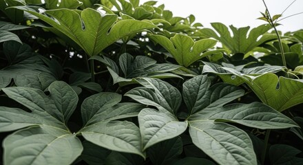 Lush green foliage of large palmate leaves in natural light