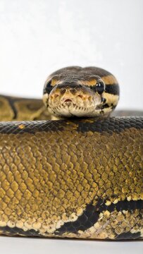 Close-up of a vibrant python resting indoors