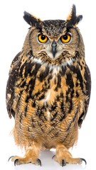 Fototapeta premium Owl Portrait Studio White