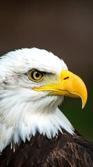 Fototapeta premium Close-up of an eagle's head (1)