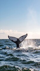 Fototapeta premium Whale tail emerging from ocean
