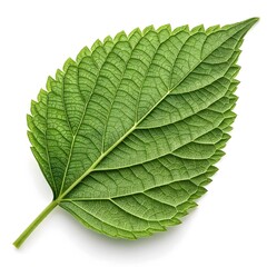 Obraz premium Miro Leaf with Distinct Needle-Like Green Form and Rare New Zealand Native Elegance Highlighted Against Bright White Background for Fresh Natural Botanical Still Life Showcase