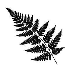 Detailed Black and White Fern Frond Isolated on White Background Botanical Illustration Shadow and Light Minimalist Graphic Design Simple Elegant Monochrome Image