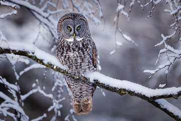 great grey owl