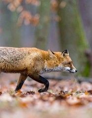 Fototapeta premium Fox walking in autumn forest