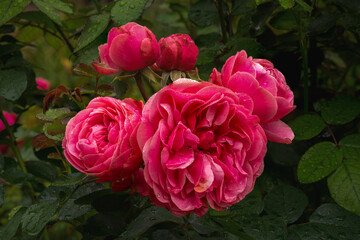pink roses in garden