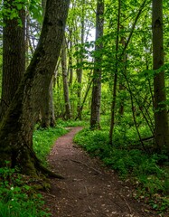 Fototapeta premium Lush forest path (5)