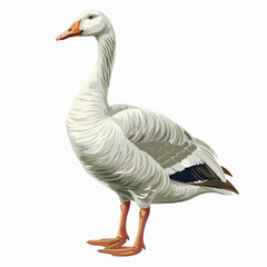 Obraz premium bird, goose, duck, animal, nature, geese, white, beak, feather, farm, wildlife, grass, birds, isolated, waterfowl, water, animals, feathers, wild, green, park, fowl, domestic
