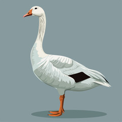 Obraz premium bird, goose, duck, animal, nature, geese, white, beak, feather, farm, wildlife, grass, birds, isolated, waterfowl, water, animals, feathers, wild, green, park, fowl, domestic