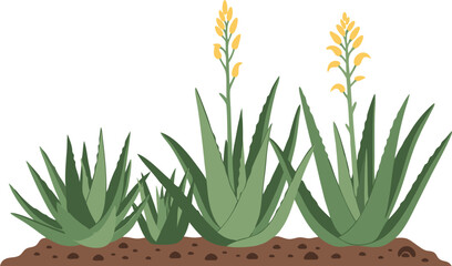 Flat Vector Illustration of Aloe Vera Plant with Flowers on Soil