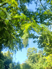Fototapeta premium Sunlit Pine Branch Against Sky